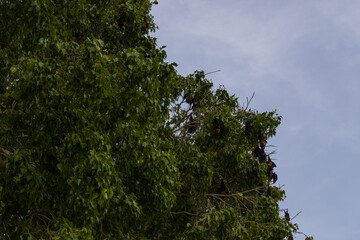bats hunting and hanging on tree