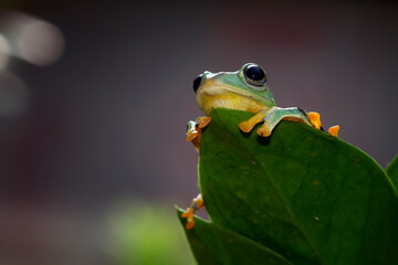 Javan tree frog front view on green leaves, Flying frog sitting on branch
