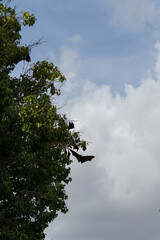 bats hunting and hanging on tree