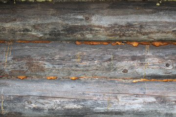 logs, wall with foam in the seams
