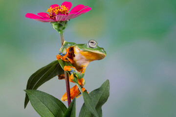 Javan tree frog front view on green leaves, Flying frog sitting on flower