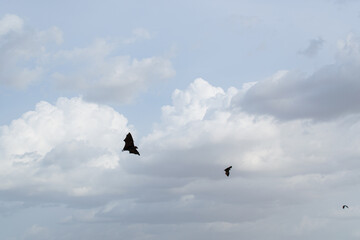 bats flying free in the sky