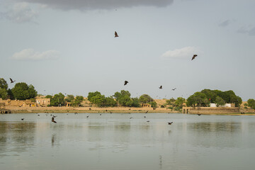 bats flying over lake