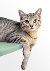 A tabby shorthair kitten in a relaxed pose