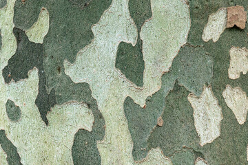 Close up of an American sycamore tree trunk bark that looks like camouflage
