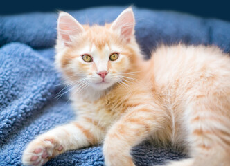 A fluffy kitten relaxing on a blanket