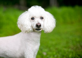 A white Poodle dog outdoors