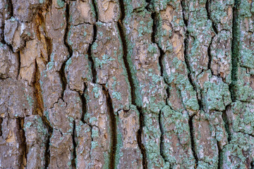 Extreme close up of rough bark and moss on a tree trunk forming a pattern