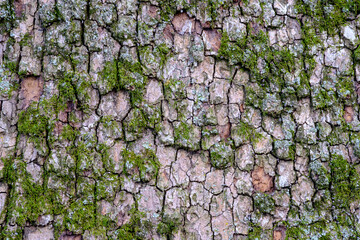 Close up of rough bark and moss on a tree trunk forming a pattern