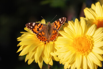 Butterfly Vanessa cardui sits on a chrysanthemum. Chrysanthemum background with a copy of space. Butterfly close-up. Beautiful yellow chrysanthemums are blooming in the garden.