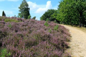 Obraz premium Heidelandschaft am Wilseder Berg, Wilsede, Niedersachsen, Deutschland, Europa
