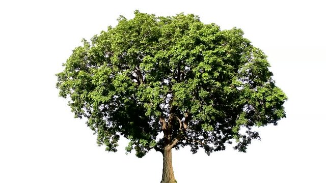 Green leaf foliage on a white background. Clipping Path Maerua siamensis (Kurz) Pax.