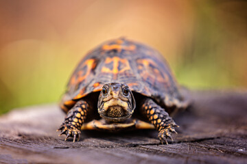 Box turtle