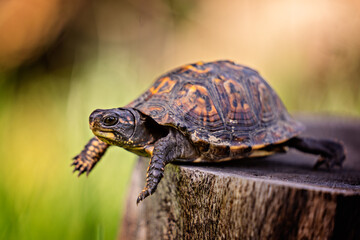 Box turtle