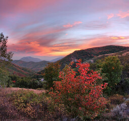 Fall leaves on big mountain in Utah.