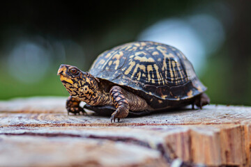 Box turtle