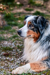 Australian Shepherd
