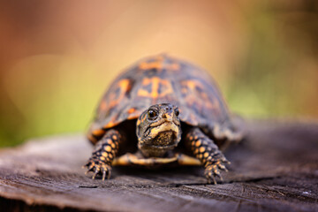 Box turtle