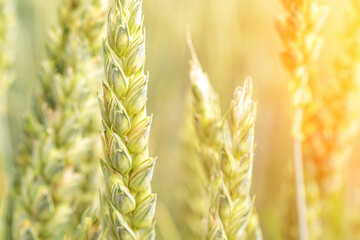 Field farm wheat landscape. Bread rye green grain on golden sky sunset. Agriculture harvest with cereal plant crop background.