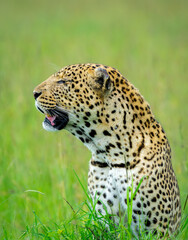 Fototapeta na wymiar A male leopard gazing into the distance