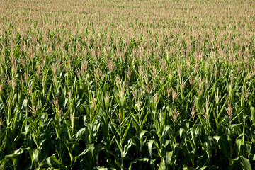 Plantação de milho.