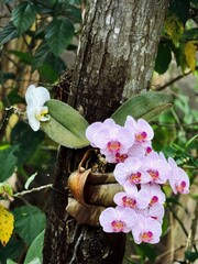 Maravilhosa orquídea no litoral de Ilhabela, Brasil