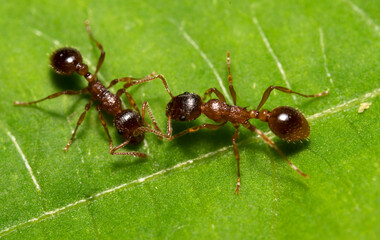 Macro shot of red wood ants. Formica rufa.