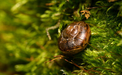 Macro shot of snail on the moss. Helix pomatia.