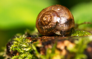 Macro shot of snail on the moss. Helix pomatia.
