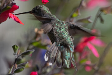 Anna's Hummingbird Female in Flight Beautiful From the Backside © Laurie Wilson