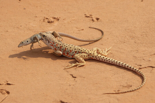 A lizard eating a lizard.
