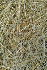 Background. Hay, mown grass. Close-up