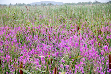 Pink flowers in the middle of a green marsh