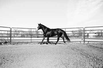 Mare lunging in round pen for groundwork in black and white, horse training concept.