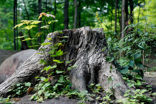 un tronc d'arbre coup&eacute; en for&ecirc;t