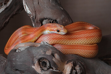 Medium shot of pet orange yellow red corn snake coiling round a branch