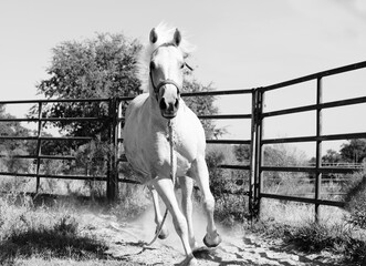 Palomino horse running close up in black and white for turnout exercise.