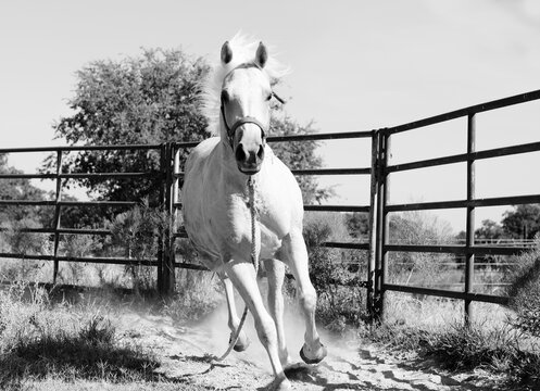 Palomino Horse Running Close Up In Black And White For Turnout Exercise.