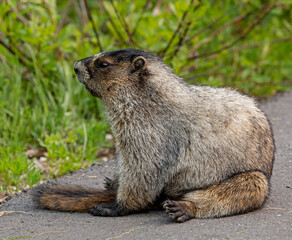 Hoary Marmot relaxing