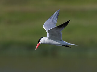 Caspian Tern in flight