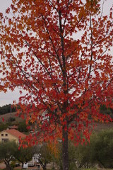 Autumn leaves fall trees nature. Portugal