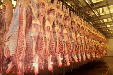 Gado cortado e enfileirado pendurados em indústria de processamento de carne  