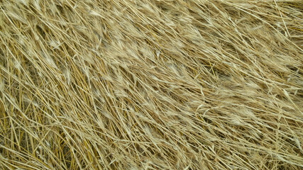 Background. Hay, mown grass. Close-up