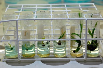 Labotatório Físico-Fisiológico - desenvolvimento de variedades de cana de açúcar .