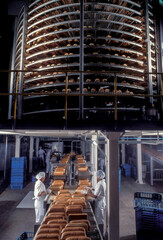 Fototapeta na wymiar Indústria de pães de forma- secagem de pães .