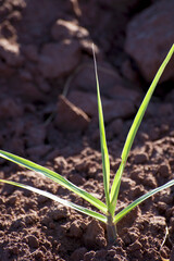 Detalhe de germinação de cana-de-acucar na zona rural de Ouroeste