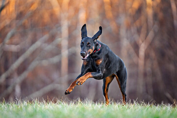 Doberman running