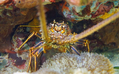 A Caribbean spiny lobster underwater close-up, Caribbean sea