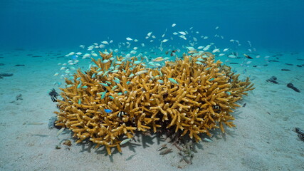 Shoal of fish (mostly chromis) with staghorn coral underwater, south Pacific ocean, Bora Bora, French Polynesia, Oceania