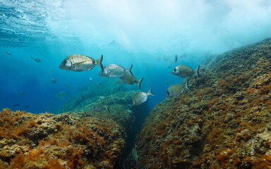 Several sargo seabream fish underwater in the Mediterranean sea, France